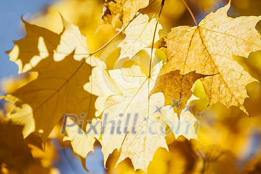 Orange and yellow backlit fall maple leaves glowing in autumn sunshine with blue sky
