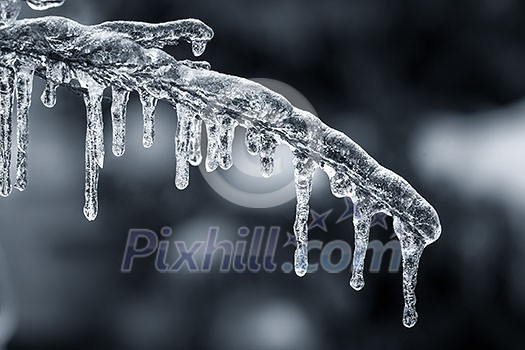 Long icicles hanging from ice covered frozen cedar tree branch in winter, closeup, blue tone Long icicles hanging from ice covered frozen cedar tree branch in winter, closeup, blue tone