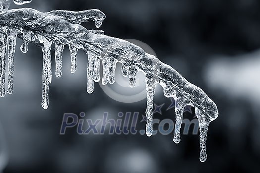 Long icicles hanging from ice covered frozen cedar tree branch in winter, closeup, blue tone