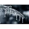 Long icicles hanging from ice covered frozen cedar tree branch in winter, closeup, blue tone