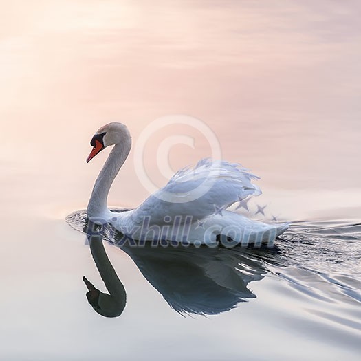 White swan swimming on lake water surface reflecting pink sunset, square format. White swan swimming on lake water surface reflecting pink sunset, square format.