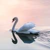 White swan swimming on lake water surface reflecting pink sunset, square format.