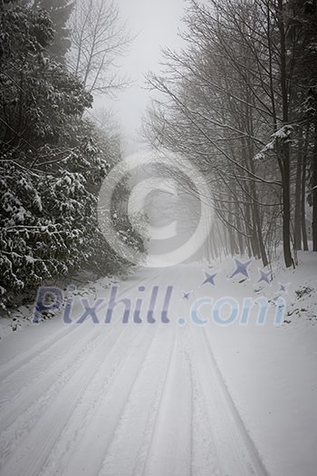 Snowy trees along slippery winter road covered in thick snow. Toronto, Canada.