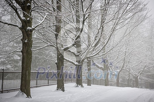 Snowy trees and fence along winter road covered in thick snow. Toronto, Canada.
