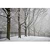 Snowy trees and fence along winter road covered in thick snow. Toronto, Canada.