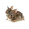 Portrait of two baby wild cottontail rabbits isolated on white background