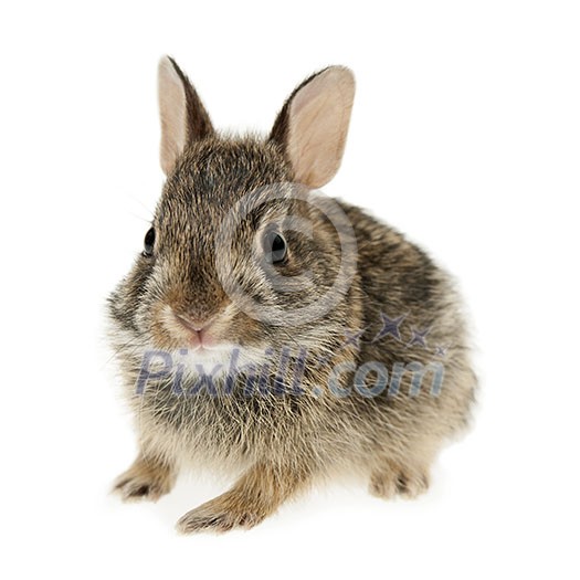Portrait of baby cottontail bunny rabbit isolated on white background Portrait of baby cottontail bunny rabbit isolated on white background