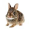 Portrait of baby cottontail bunny rabbit isolated on white background