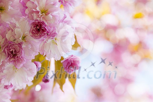Pink cherry blossom flowers on flowering tree branch blooming in spring orchard with copy space