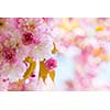 Pink cherry blossom flowers on flowering tree branch blooming in spring orchard with copy space