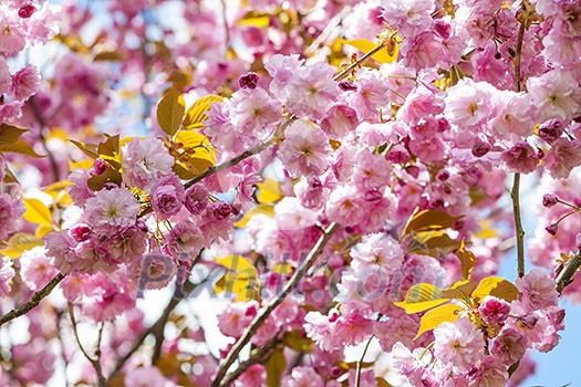 Pink cherry blossom flowers on flowering tree branches blooming in spring orchard