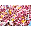 Pink cherry blossom flowers on flowering tree branches blooming in spring orchard