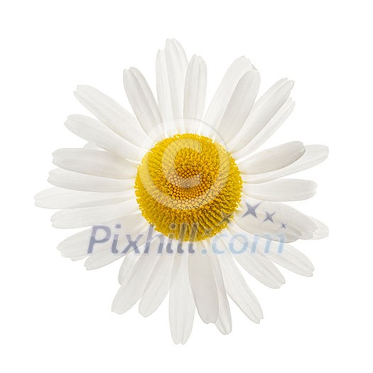 One daisy flower from above isolated on white background