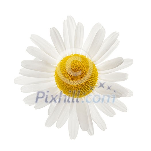 One daisy flower from above isolated on white background One daisy flower from above isolated on white background