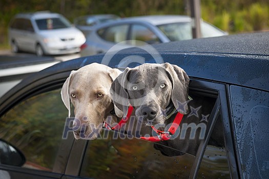 Two weimaraner dogs looking out of car window in parking lot Two weimaraner dogs looking out of car window in parking lot