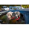 Two weimaraner dogs looking out of car window in parking lot