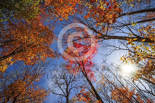 Colorful autumn treetops in fall forest with blue sky and sun shining though trees. Algonquin Park, Ontario, Canada.