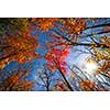 Colorful autumn treetops in fall forest with blue sky and sun shining though trees. Algonquin Park, Ontario, Canada.