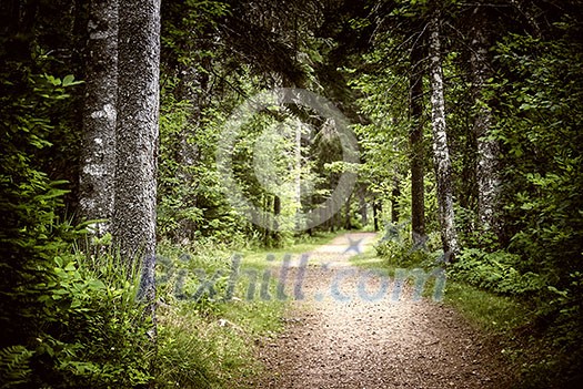 Path winding through lush green forest with tall old trees