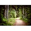 Path winding through lush green forest with tall old trees