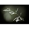 Macro closeup of flowering grass - natural details