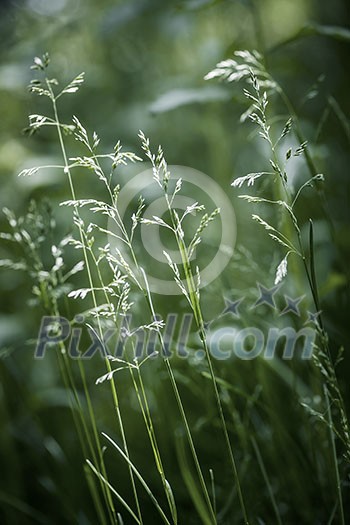 Summer flowering grass and green plants on June evening