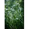 Summer flowering grass and green plants on June evening