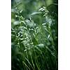 Summer flowering grass and green plants on June evening