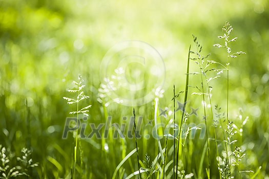 Summer flowering grass and green plants in June sunshine with copy space