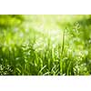 Summer flowering grass and green plants in June sunshine with copy space