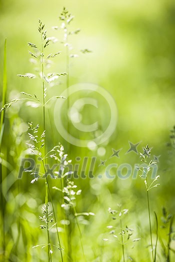 Summer flowering grass and green plants in June sunshine with copy space Summer flowering grass and green plants in June sunshine with copy space