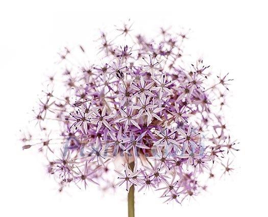 Pink and purple flowering onion flower isolated on white background