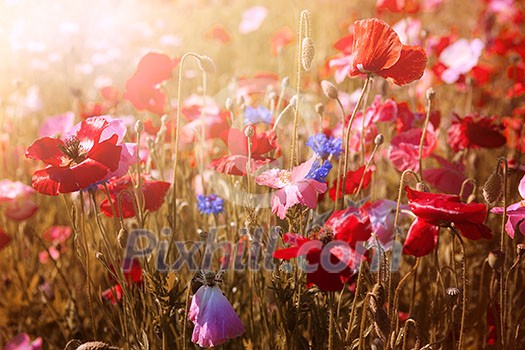 Red and pink poppies with wildflowers in sunny summer meadow