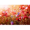 Red and pink poppies with wildflowers in sunny summer meadow