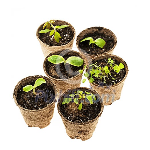 Several potted seedlings growing in biodegradable peat moss pots isolated on white background