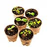 Several potted seedlings growing in biodegradable peat moss pots isolated on white background