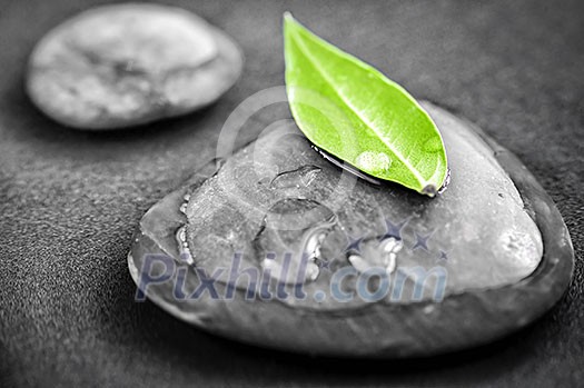 Black and white zen stones submerged in water with color accented green leaf