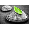 Black and white zen stones submerged in water with color accented green leaf