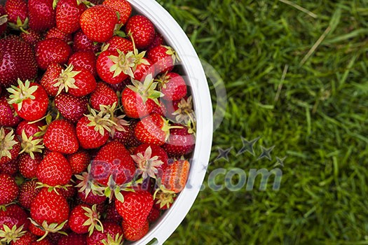 Bucket of freshly picked strawberries shot from above on green grass outside with copy space