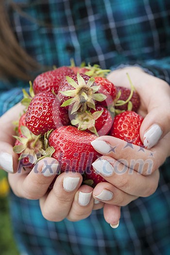 Closeup of female hands holding freshly picked strawberries Closeup of female hands holding freshly picked strawberries