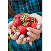 Closeup of female hands holding freshly picked strawberries