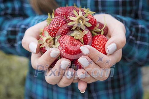 Closeup of female hands holding freshly picked strawberries