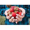 Closeup of female hands holding freshly picked strawberries