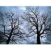 Two oak trees in winter silhouetted on overcast sky