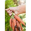 Hand holding bunch of fresh organic homegrown carrots harvested from garden with dirt