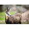 Chamois (Rupicapra rupicapra) within its natural habitat - high mountains