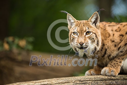 Eurasian Lynx (Lynx lynx) Eurasian Lynx (Lynx lynx)