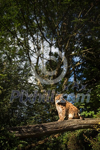 Eurasian Lynx (Lynx lynx) Eurasian Lynx (Lynx lynx)