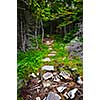 Rough forest hiking trail in Newfoundland Canada