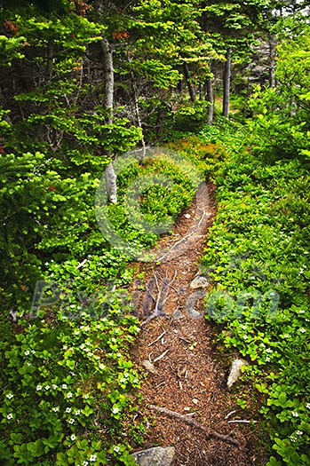Hiking trail in a sunlit forest in Newfoundland Hiking trail in a sunlit forest in Newfoundland